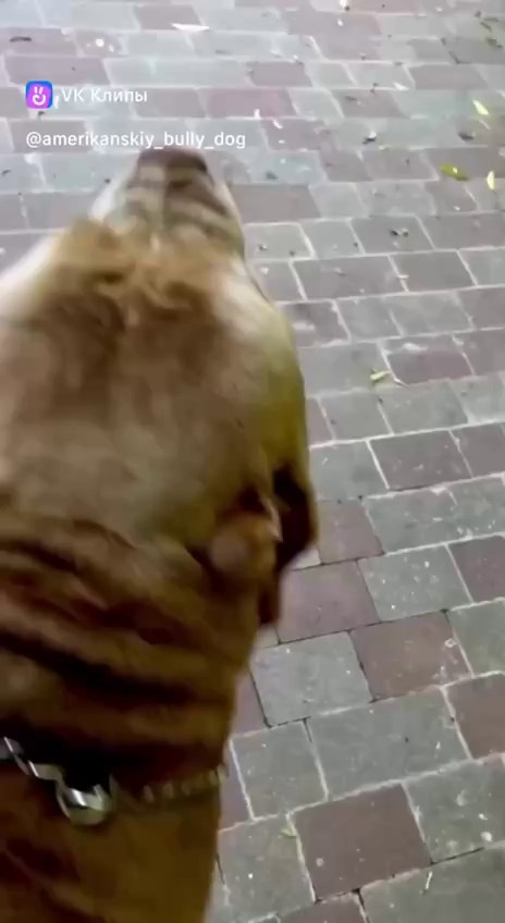 Хантер. Американские булли XL в г. Калининград. Питомник Great Bully UNIVERSE