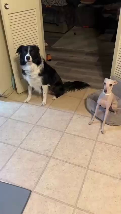 Левретка и другие породы собак. Профессиональный питомник левреток РКФ/FCI ASTI SAPPHIRE 💎 Сочи|Санкт-Петербург