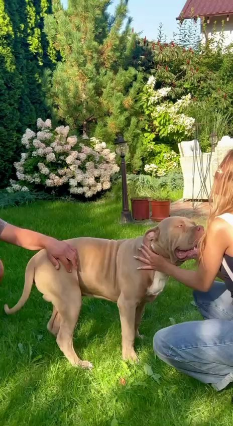 GBU ESKOBAR. Американские булли XL в г. Калининград. Питомник Great Bully UNIVERSE