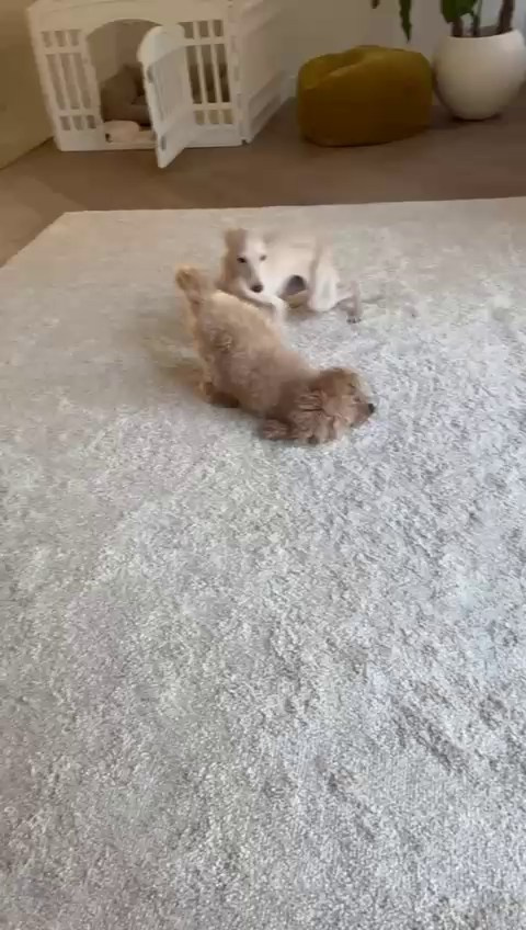 Левретка и другие породы собак. Профессиональный питомник левреток РКФ/FCI ASTI SAPPHIRE 💎 Сочи|Санкт-Петербург