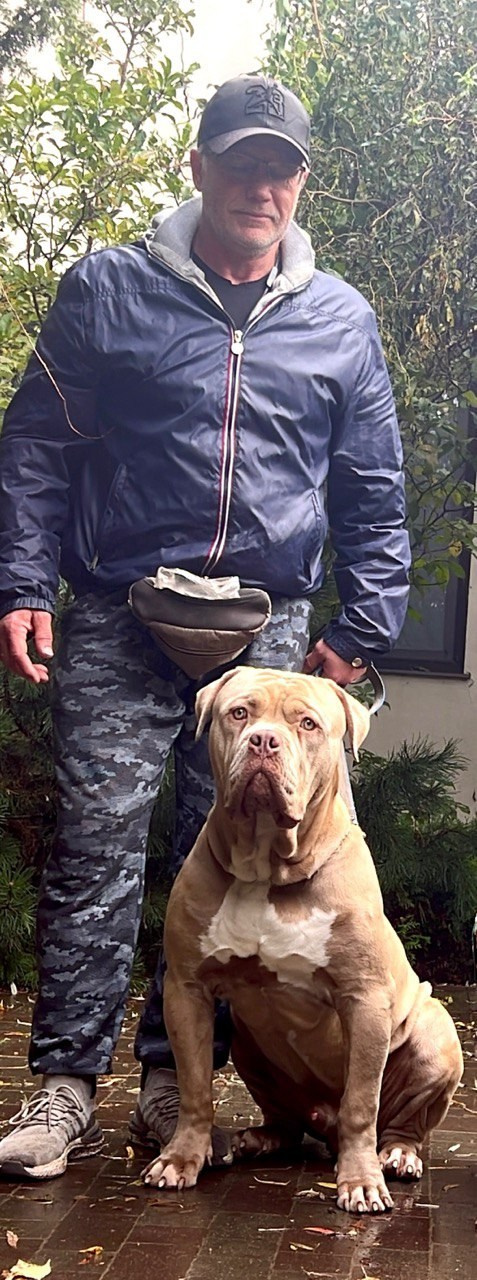 GBU ESKOBAR. Американские булли XL в г. Калининград. Питомник Great Bully UNIVERSE