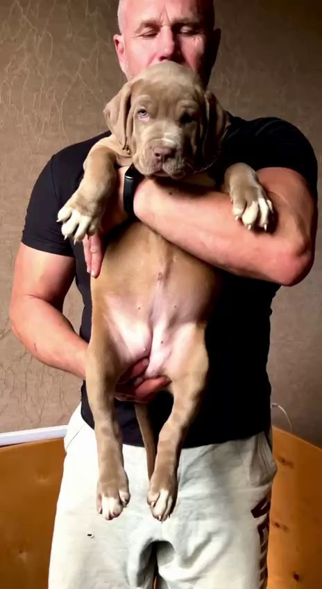 Все свободные щенки. Американские булли XL в г. Калининград. Питомник Great Bully UNIVERSE