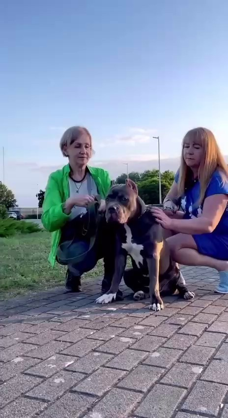 GBU Xanamoon. Американские булли XL в г. Калининград. Питомник Great Bully UNIVERSE