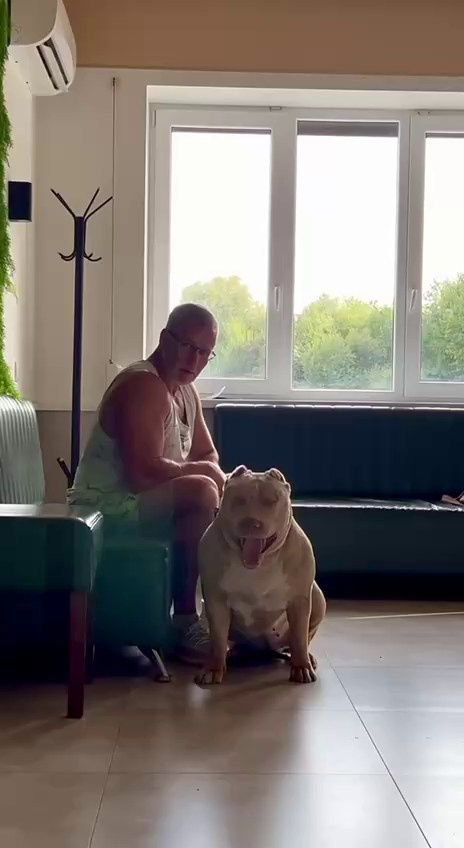 BBK’s Amber. Американские булли XL в г. Калининград. Питомник Great Bully UNIVERSE