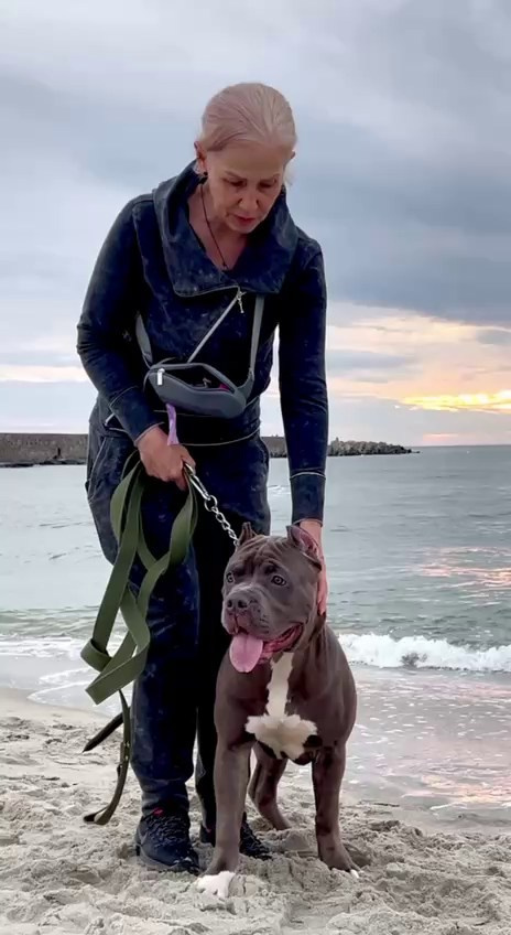 GBU Xanamoon. Американские булли XL в г. Калининград. Питомник Great Bully UNIVERSE