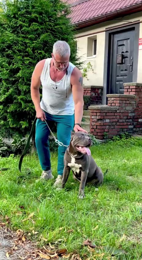 GBU Xanamoon. Американские булли XL в г. Калининград. Питомник Great Bully UNIVERSE