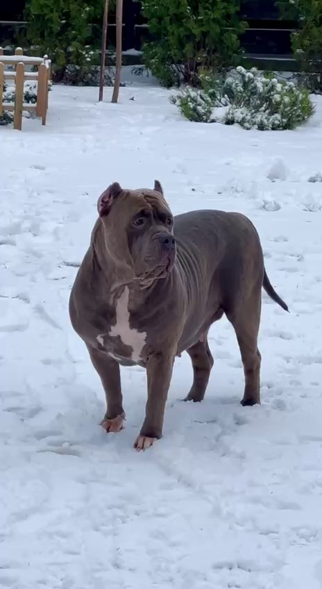 Квини. Американские булли XL в г. Калининград. Питомник Great Bully UNIVERSE