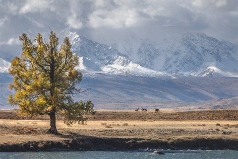 Осенний Алтай. Пейзажный & Timelapse фотограф Роман Любимский