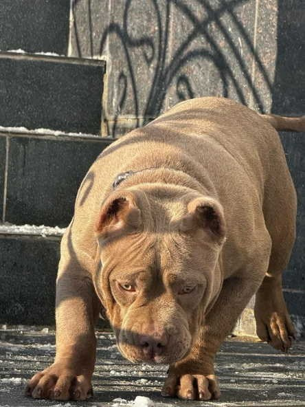 кобель на вязку в Ростове-на-Дону American Bully