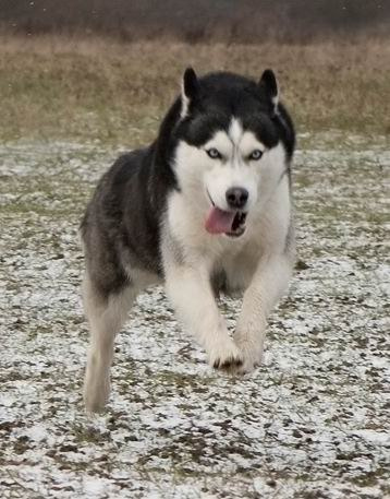 Хаски Диана С Голубой Звезды НИКА. Ice Fantasy kennel: professional breeding of Siberian huskies and wels