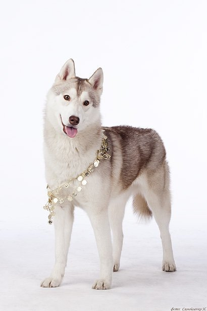 Хаски Latte Macchiato Of Silverlight ЛАТТЕ. Ice Fantasy kennel: professional breeding of Siberian huskies and wels