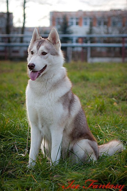 Хаски Latte Macchiato Of Silverlight ЛАТТЕ. Ice Fantasy kennel: professional breeding of Siberian huskies and wels