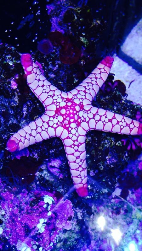 Морской нано аквариум. Аквариумист Максим Ерёмин. Aqua Maxim