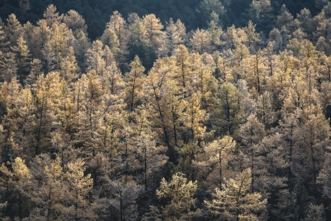 Осенний Алтай. Пейзажный & Timelapse фотограф Роман Любимский