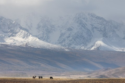 Осенний Алтай. Пейзажный & Timelapse фотограф Роман Любимский