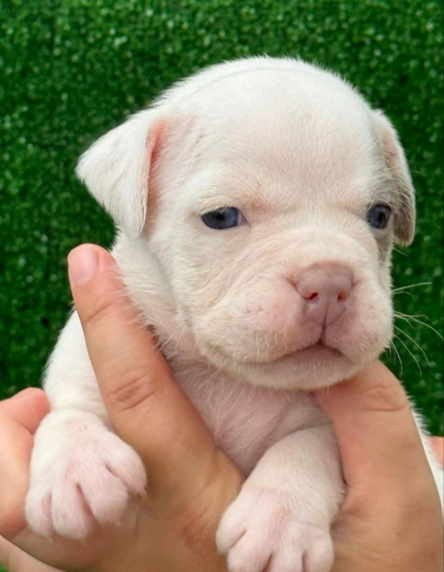 официальный питомник American Bully в Нижнем Новгороде
