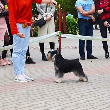 Питомник Делинсо Бэлэнс, щенки цвергшнауцера, купить щенка цвергшнауцера, питомник цвергшнауцеров, кобель цвергшнауцера для вязки, щенок цвергшнауцера, питомник цвергшнауцеров, черный с серебром, цверг, лучший питомник в беларуси, питомник цвергшнауцеров минск