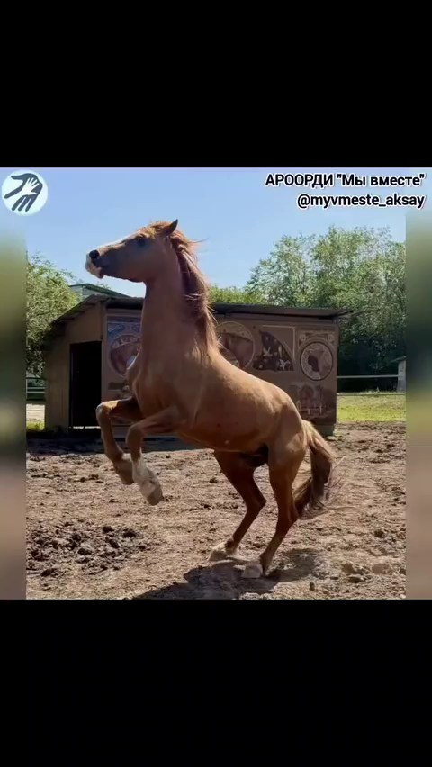 В гостях у «живого золота»: наши всадники прикоснулись к душе донских степей 🐎✨