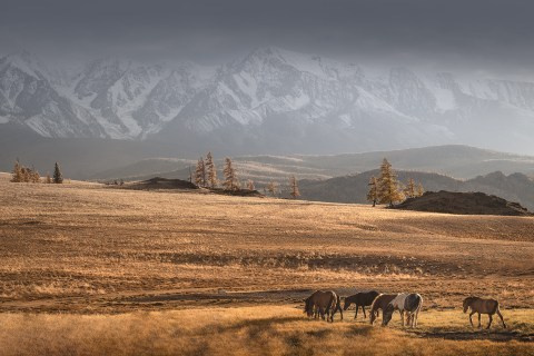Осенний Алтай. Пейзажный & Timelapse фотограф Роман Любимский