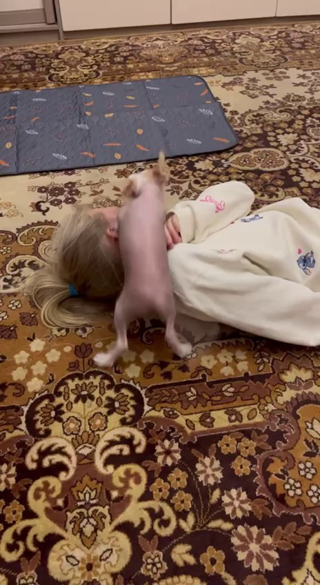 Дора и Доминика уехали домой. Питомник китайских хохлатых собак Poale Ell: купить щенка в питомнике