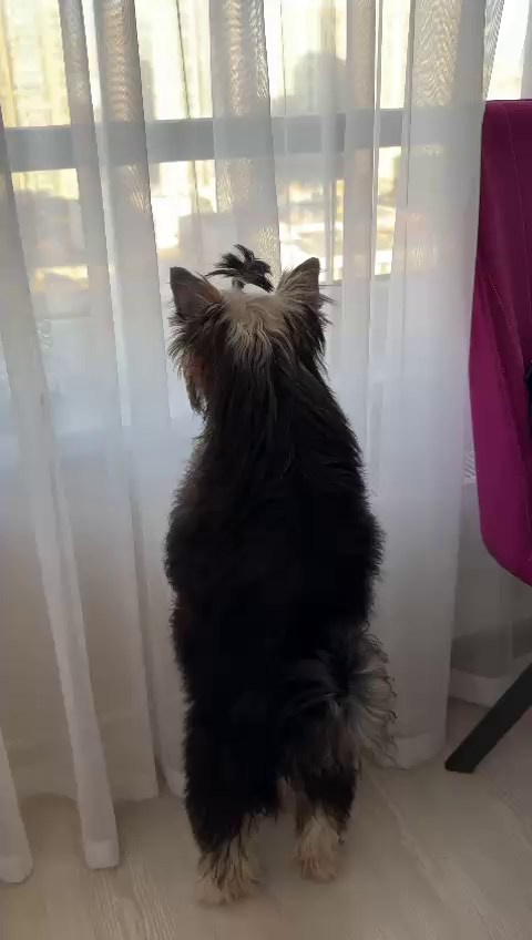 Lux became a dad. Chinese Crested Dog Kennel Poale Ell