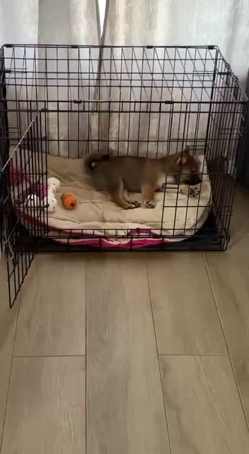 Как приучить сибу к клетке