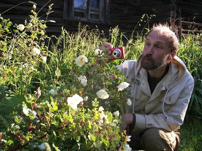 Розы и шиповники акварелью Ольги Цуриной: нежные цветы, птицы и пчёлы