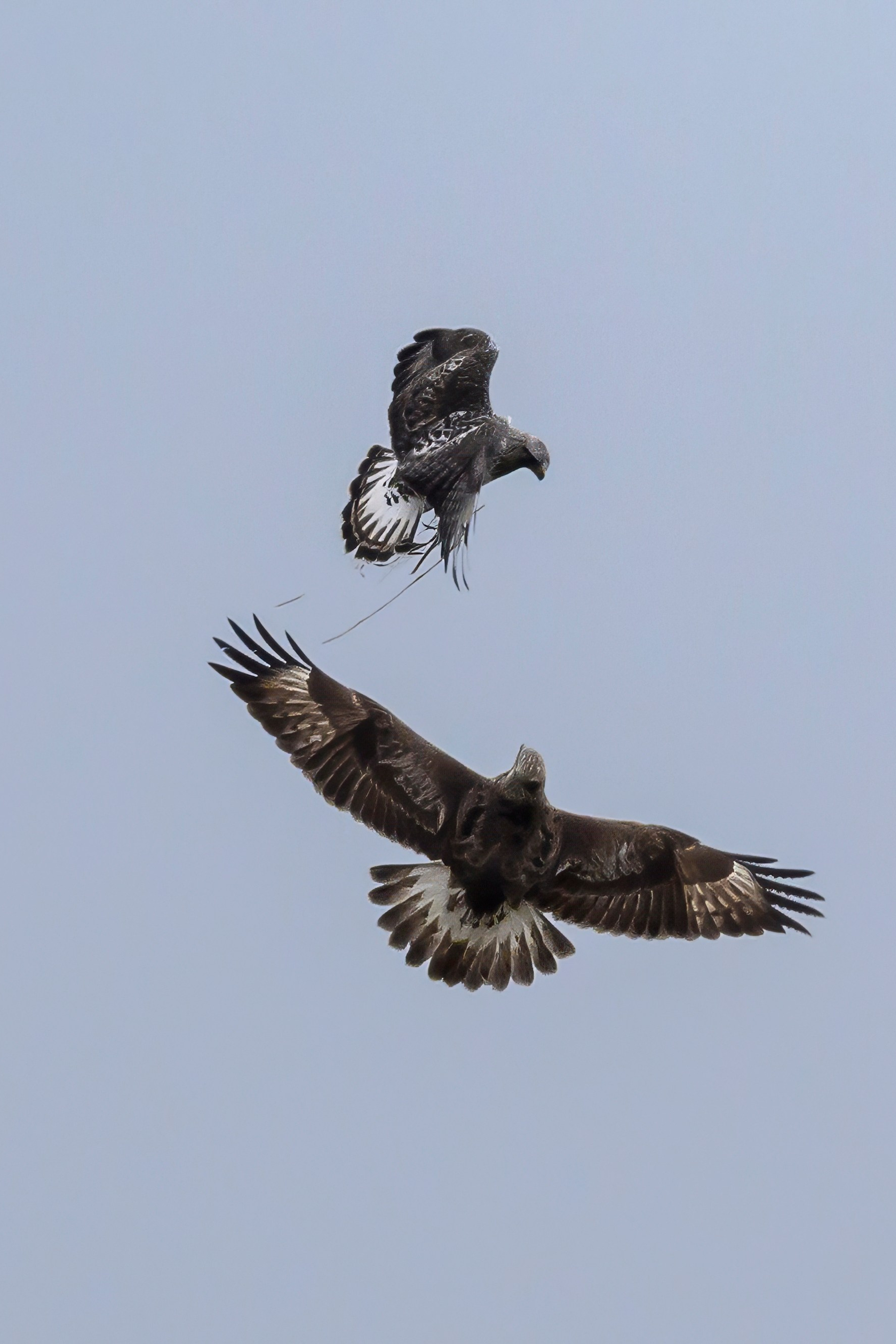 Большой улит. Wildlife photography by Sergey Puponin