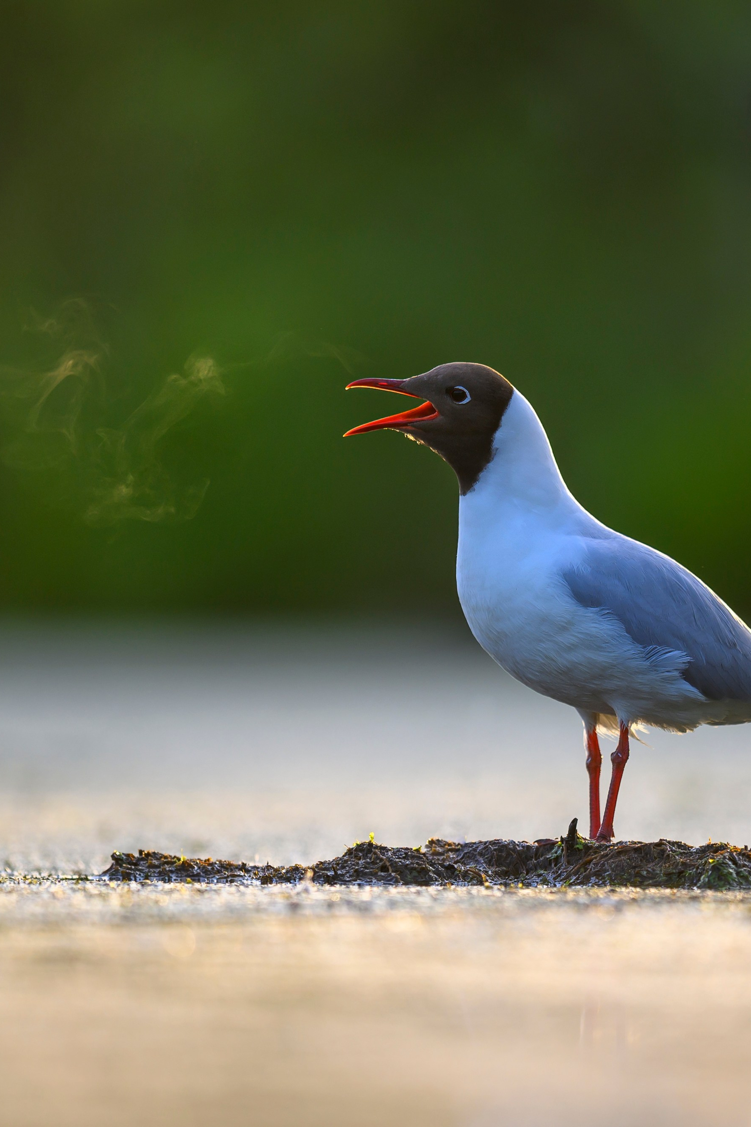 Поле с гнездами вспахали. Фотограф Сергей Пупонин