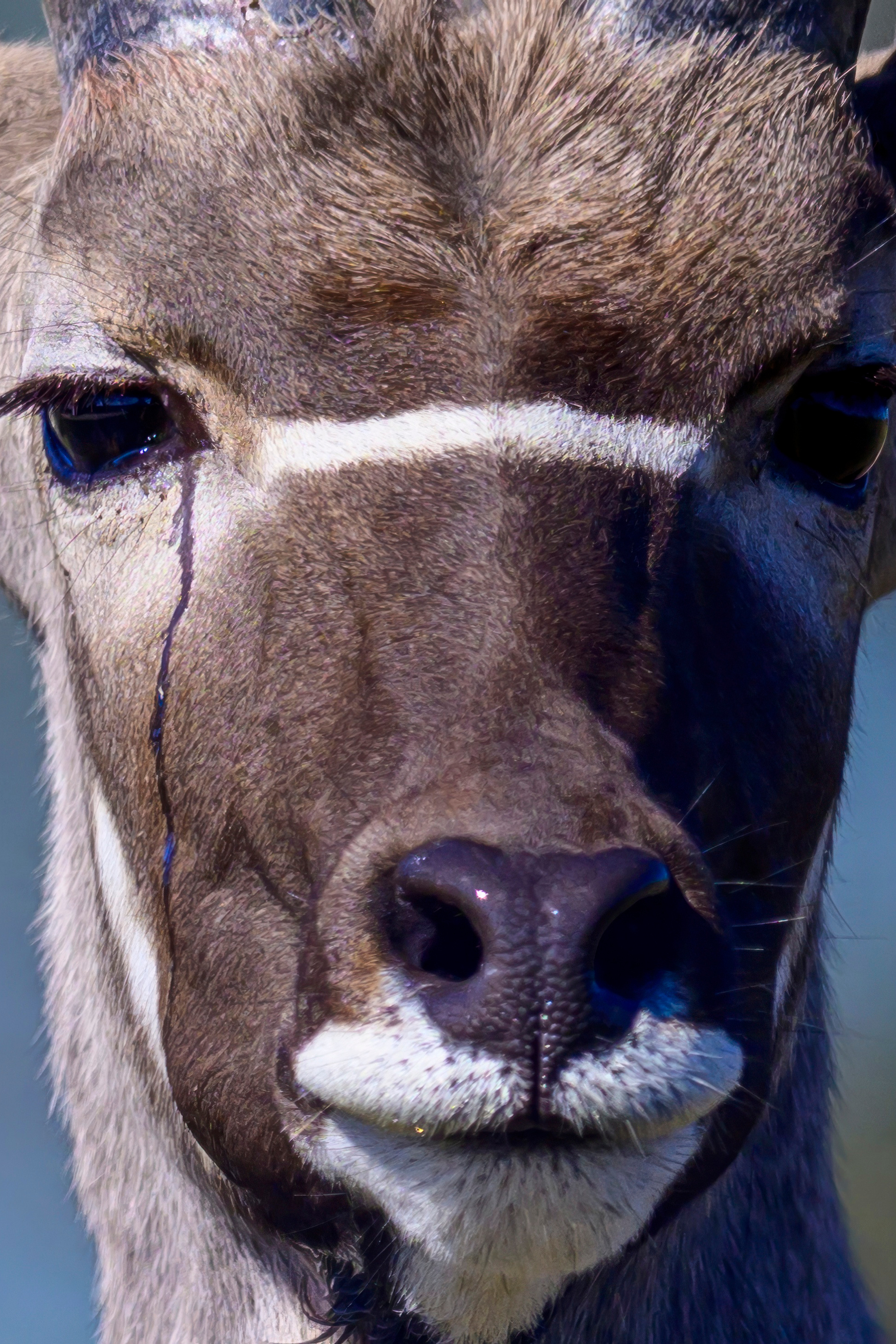 Парк Крюгера, ЮАР