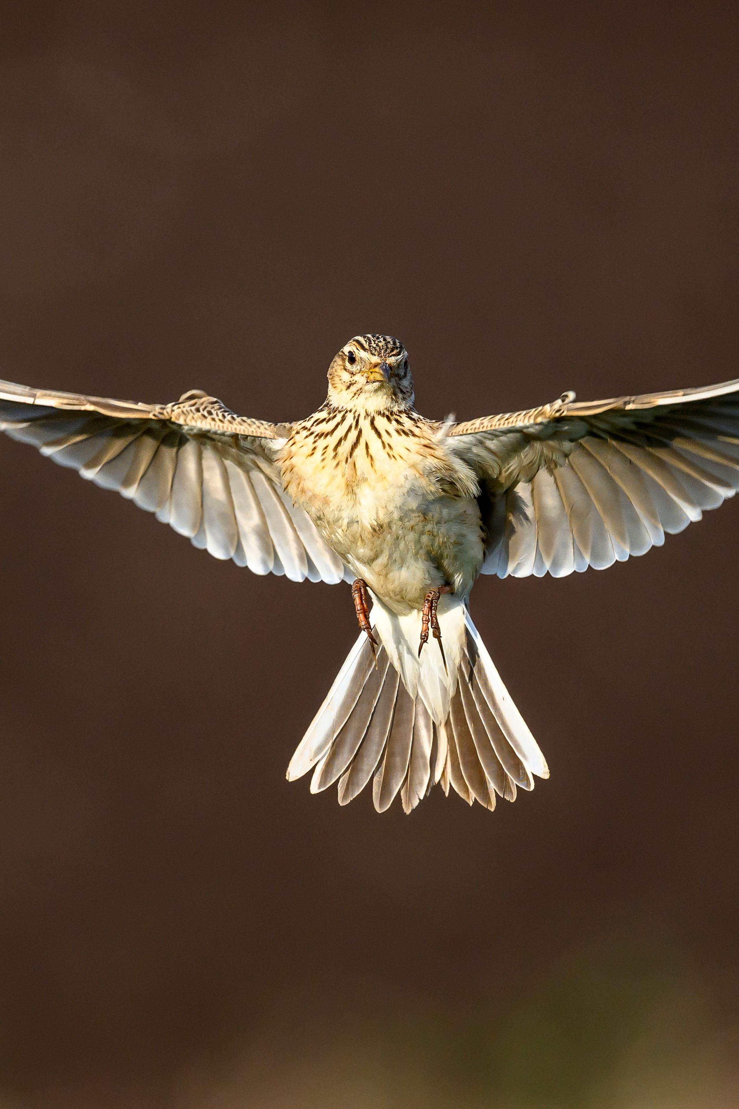 Коршуны развлекаются. Фотограф Сергей Пупонин