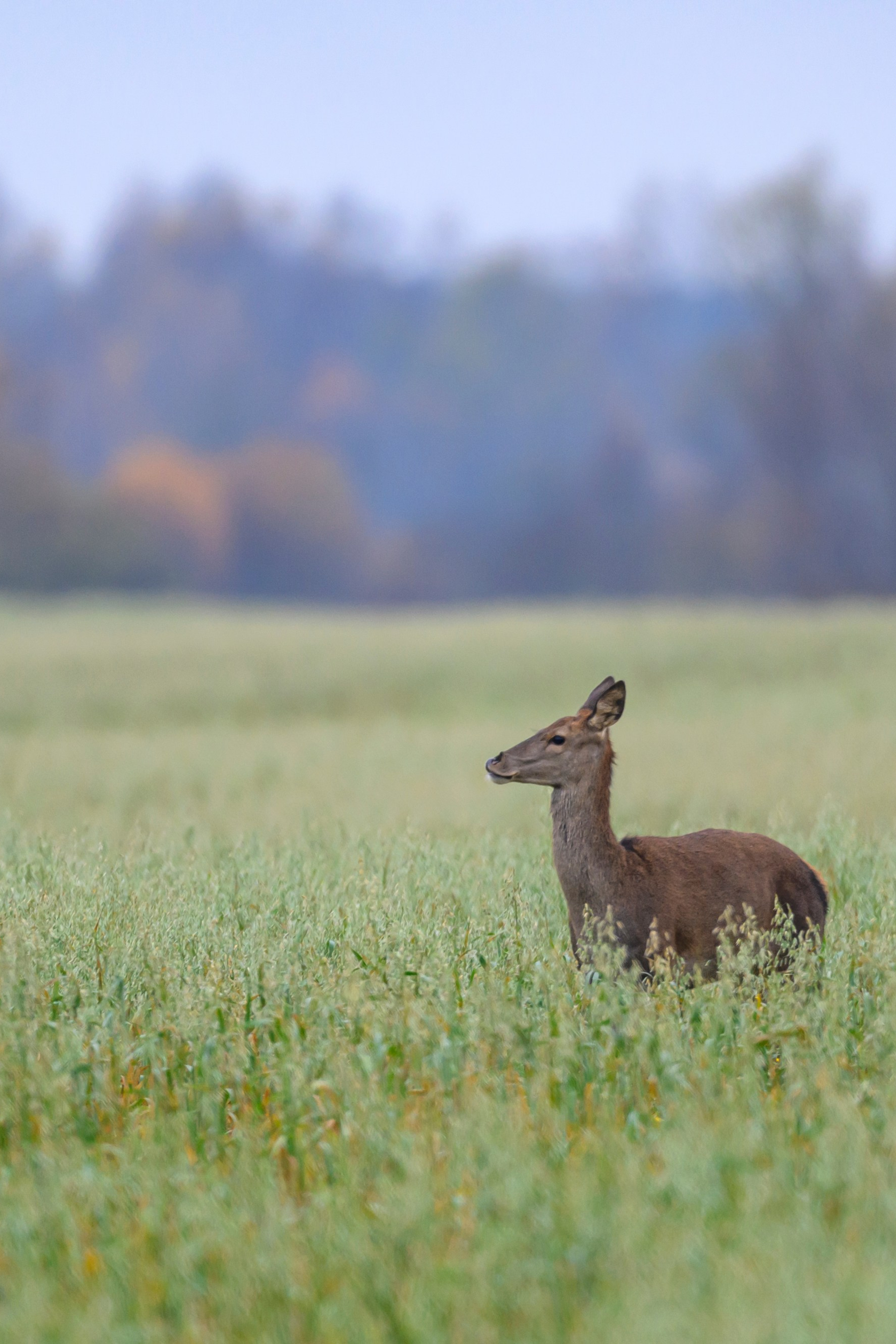 Олени V — Перед рассветом. Wildlife photography by Sergey Puponin