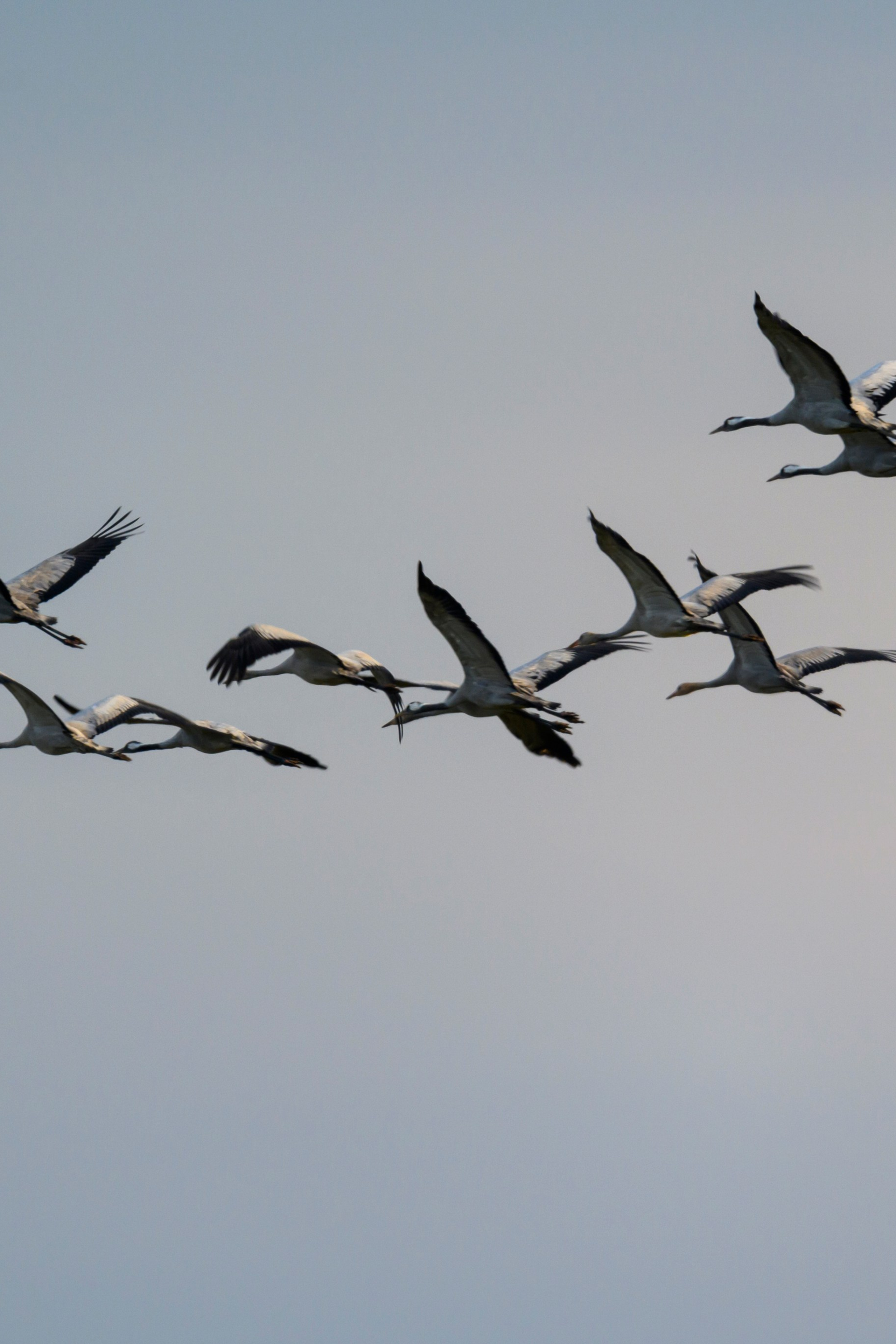 Цапли. The Herons. Фотограф Сергей Пупонин