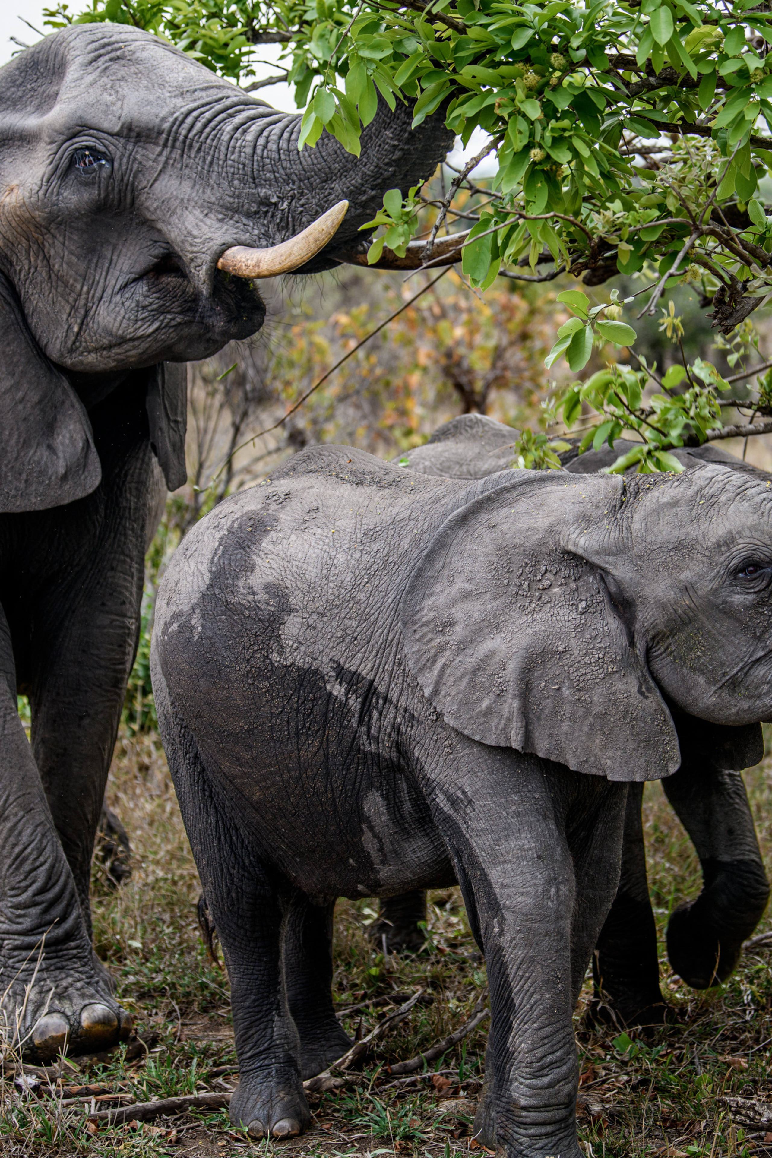 Саби Сэндз, парк Крюгера, ЮАР