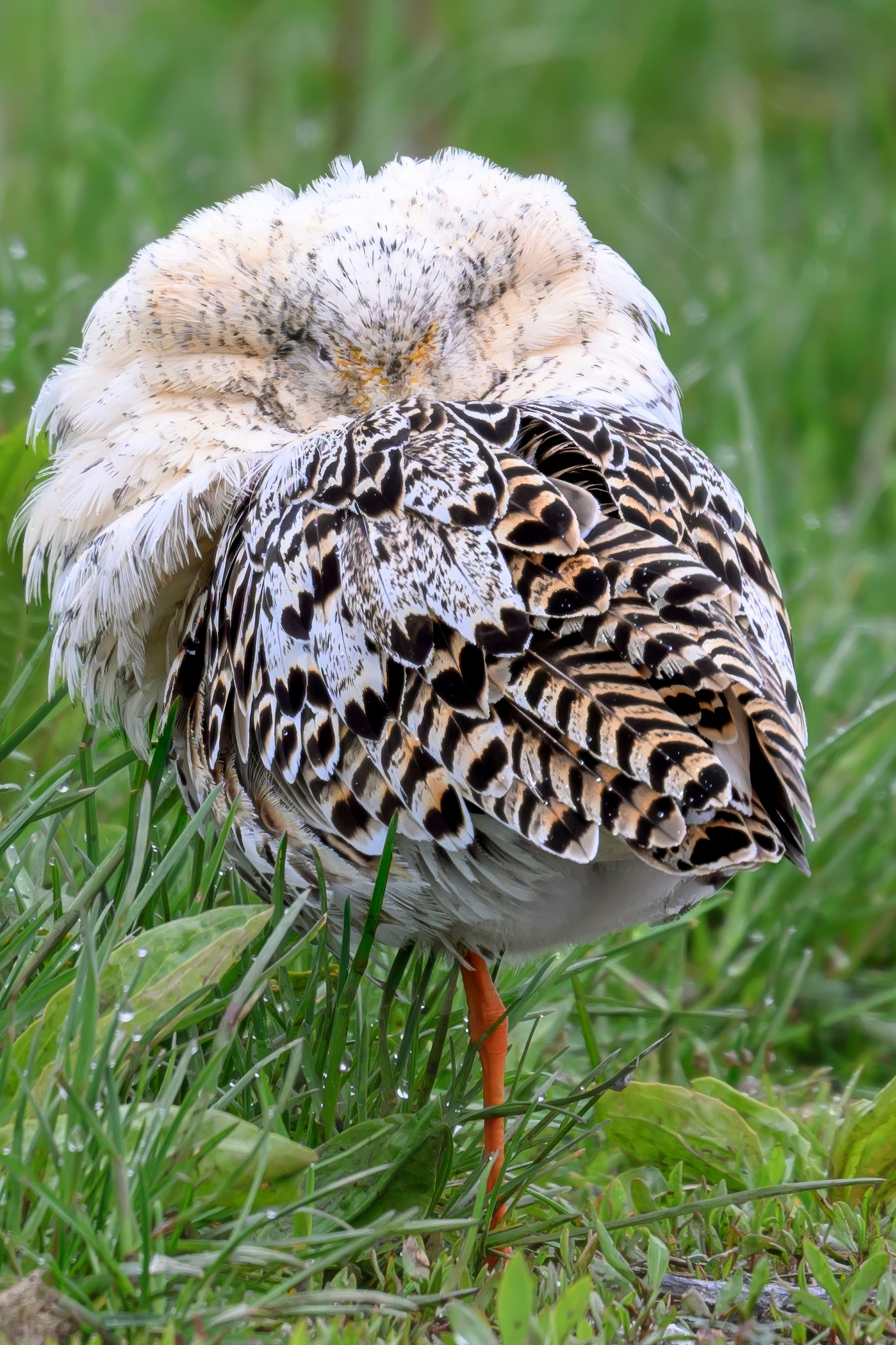 Жаворонок. Фотограф Сергей Пупонин