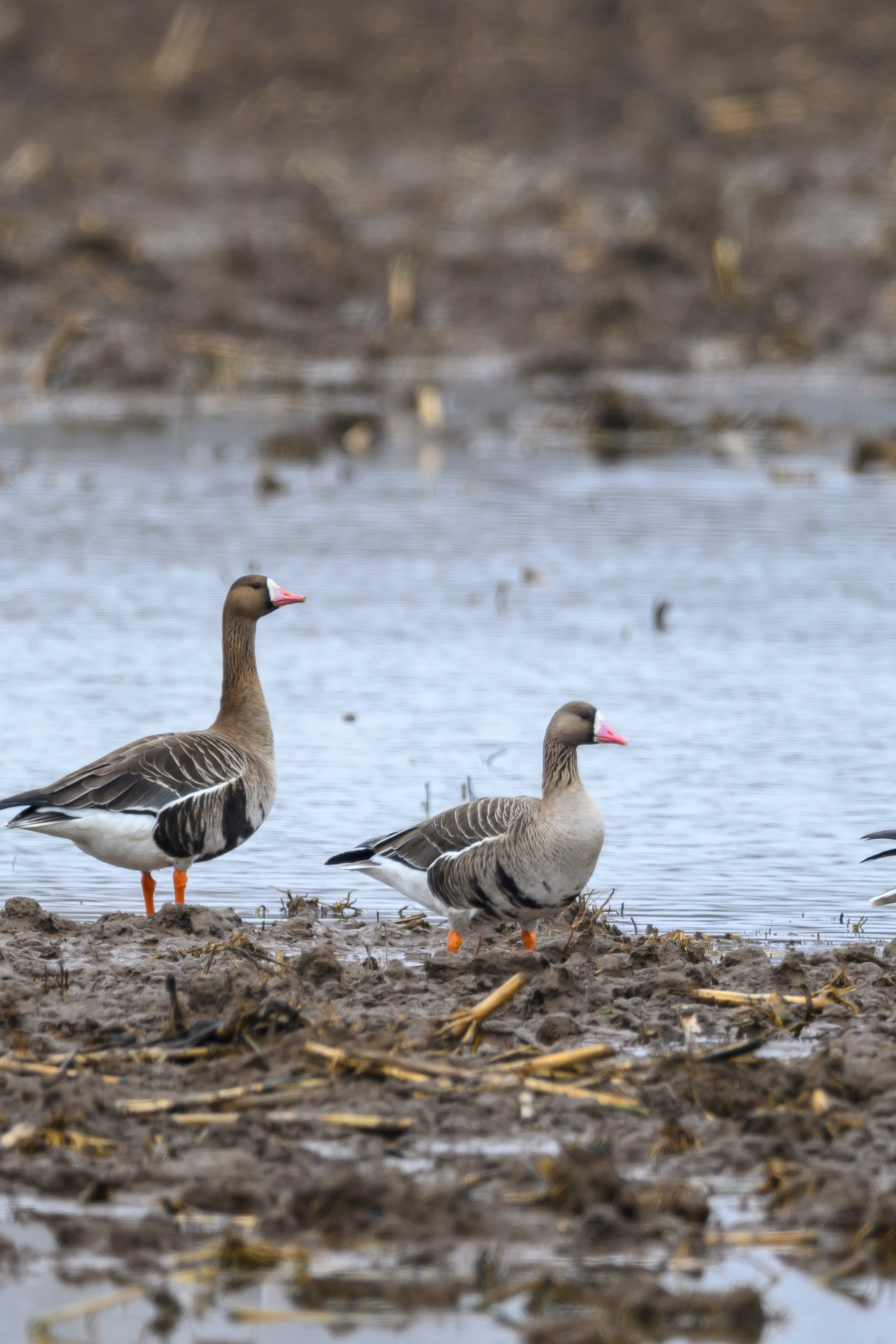 Аисты. Wildlife photography by Sergey Puponin