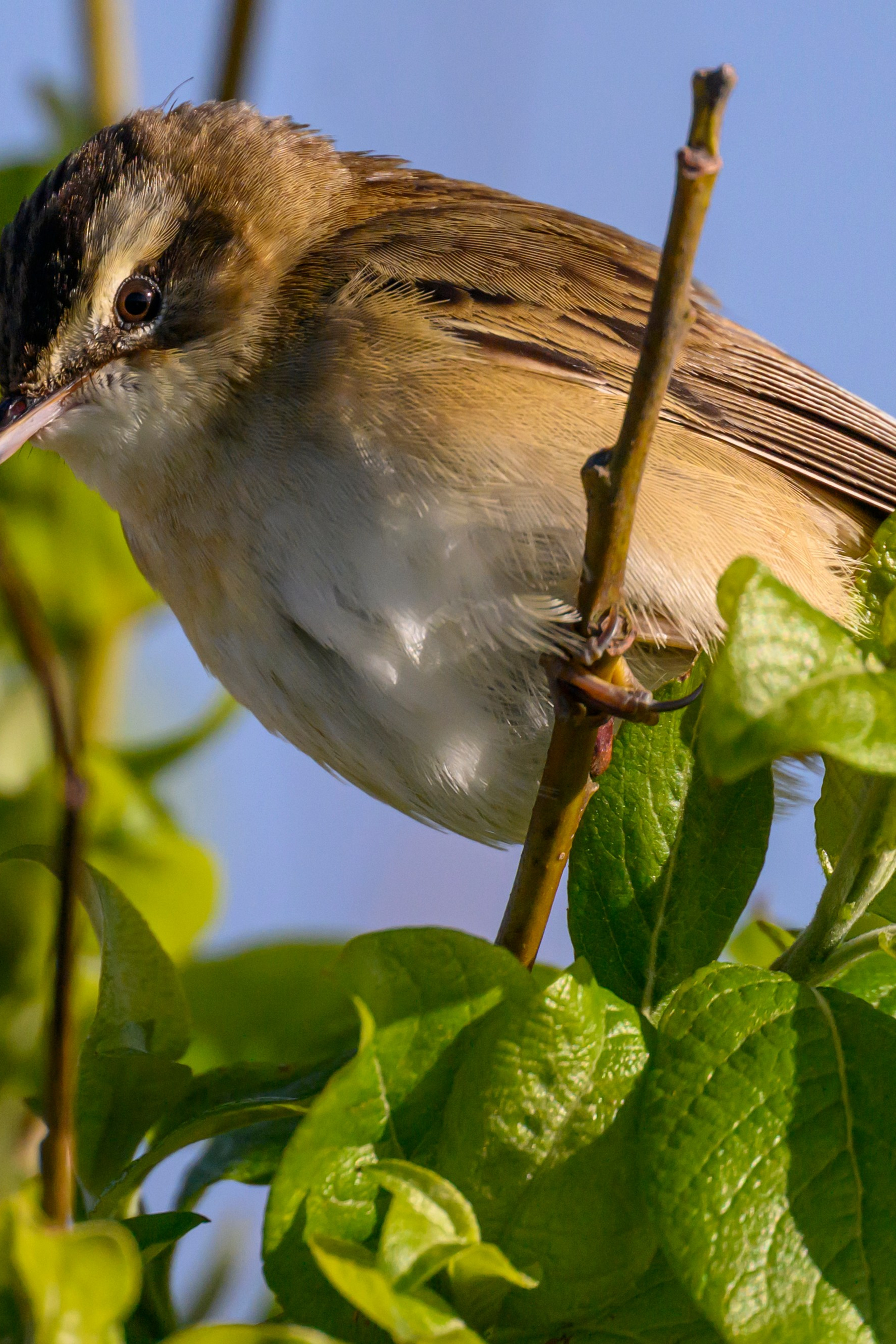 Жаворонок. Фотограф Сергей Пупонин