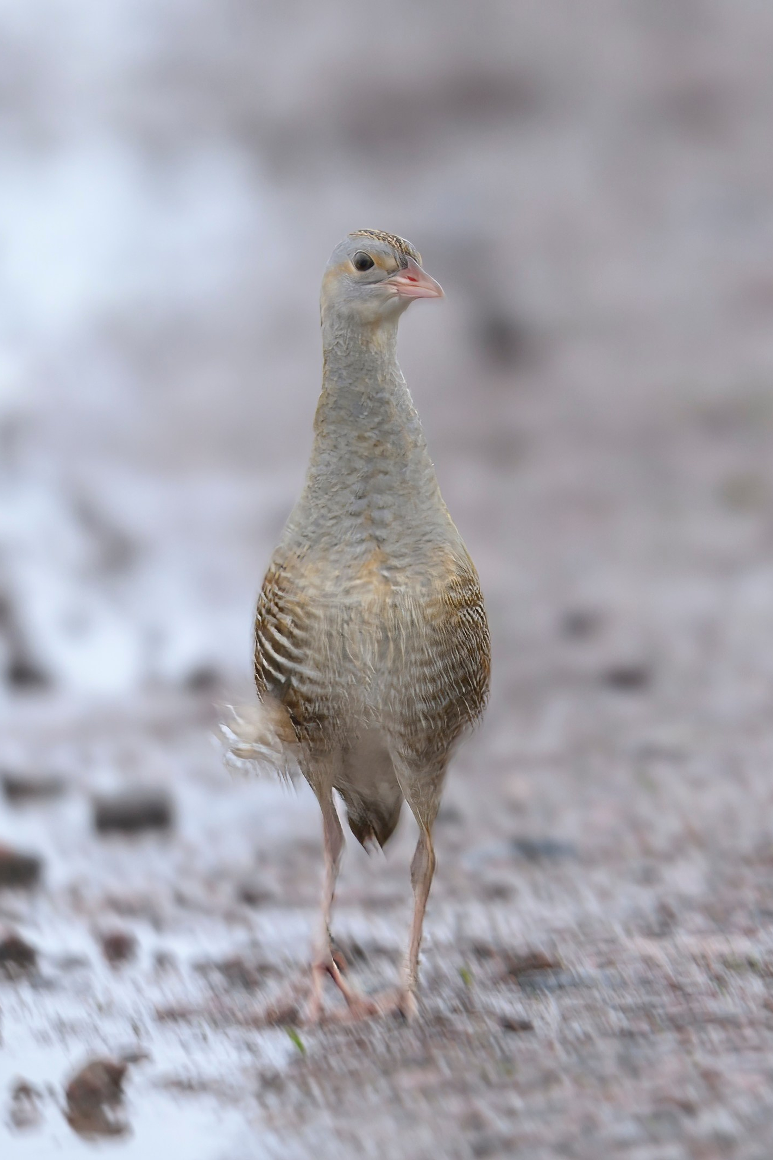 Поле с гнездами вспахали. Фотограф Сергей Пупонин