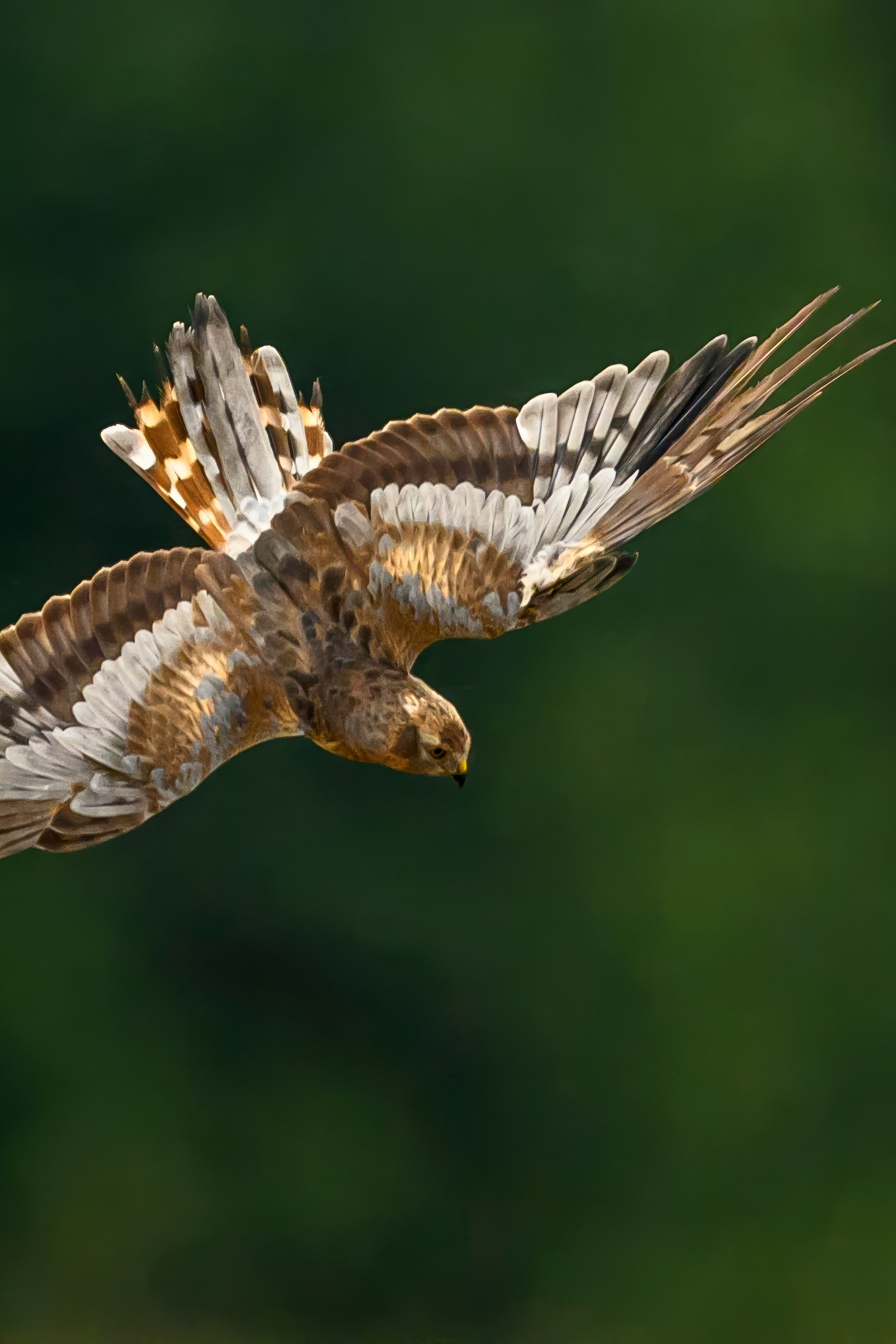 Варакушка. Wildlife photography by Sergey Puponin