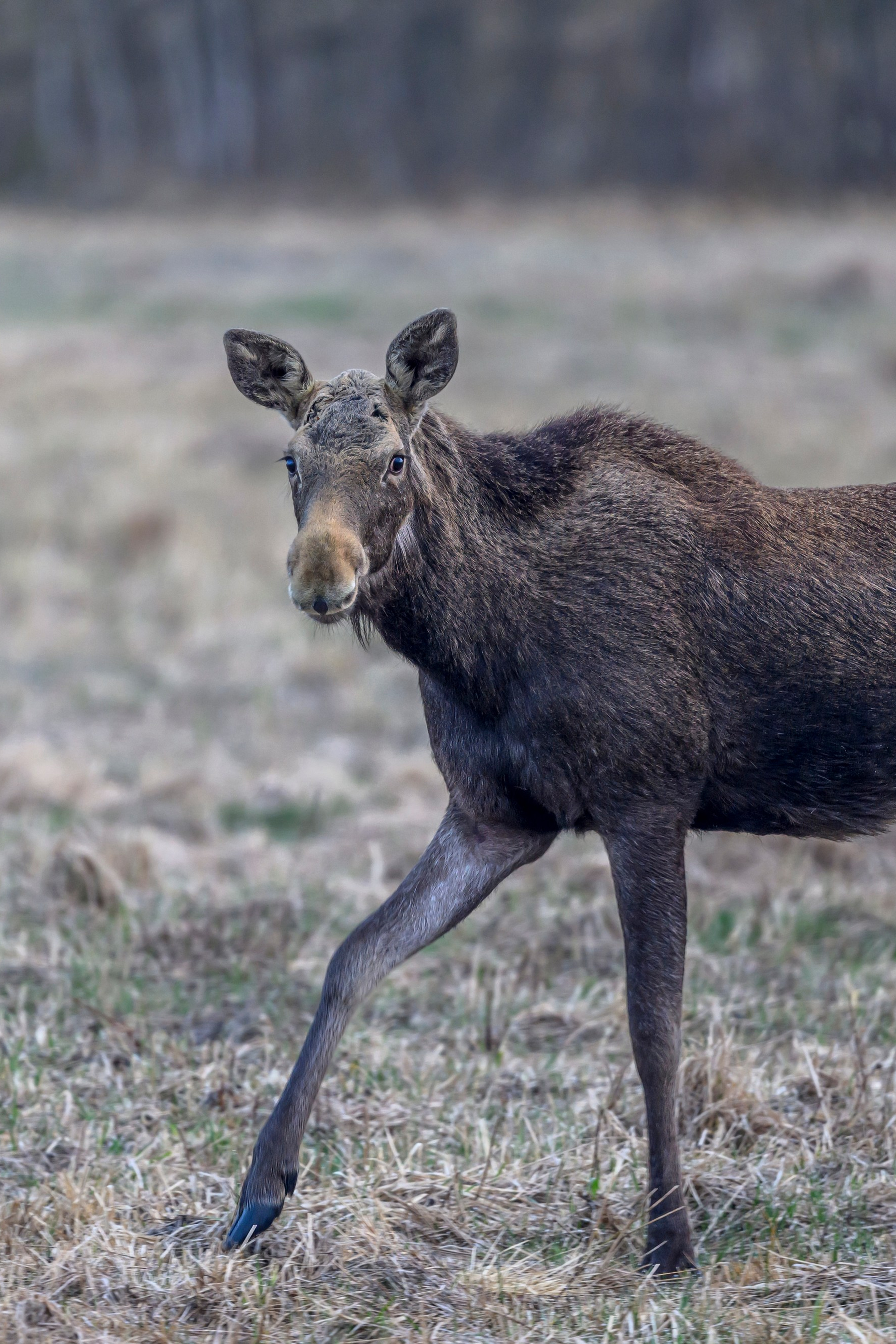 Большой улит. Wildlife photography by Sergey Puponin