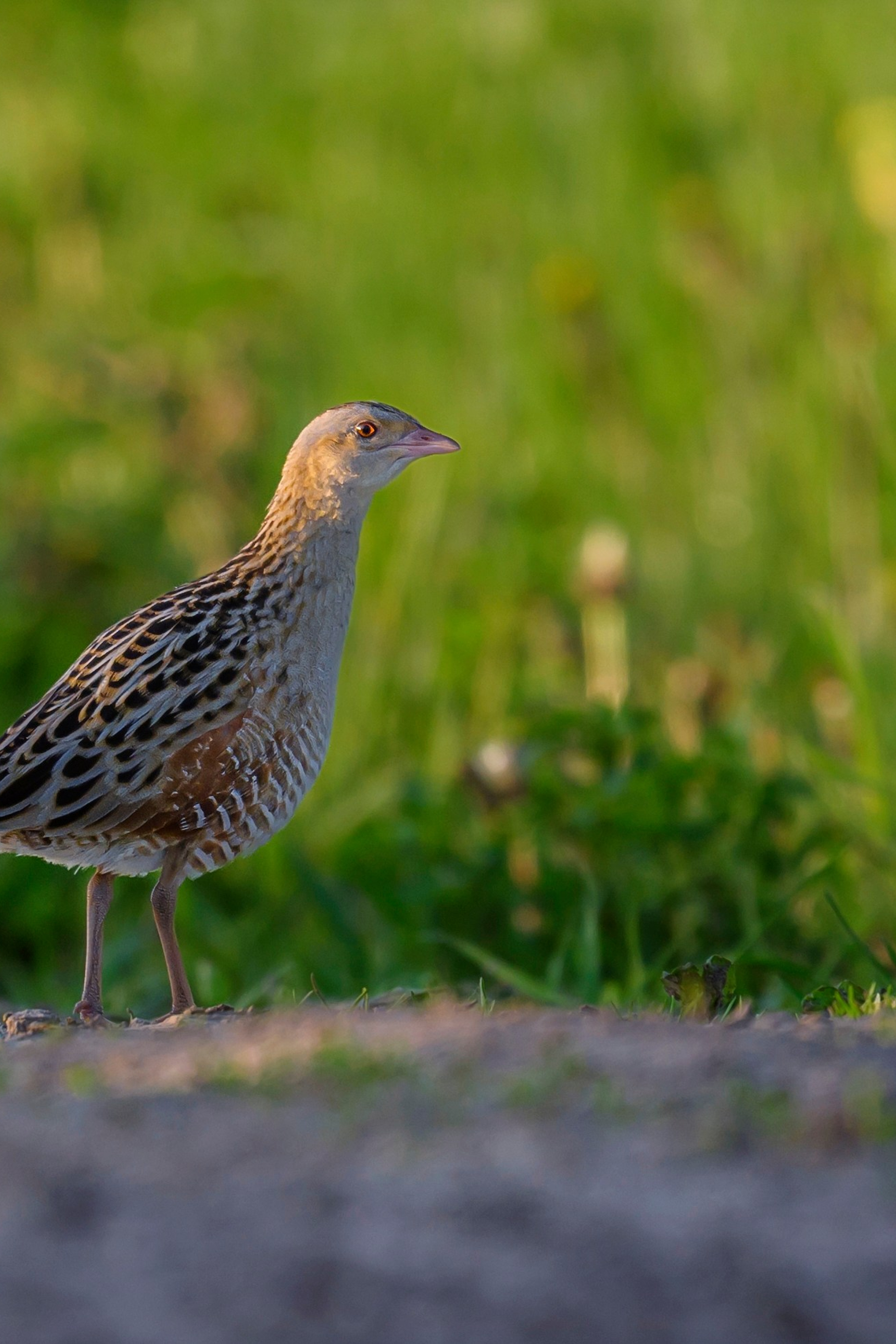 Поле с гнездами вспахали. Фотограф Сергей Пупонин