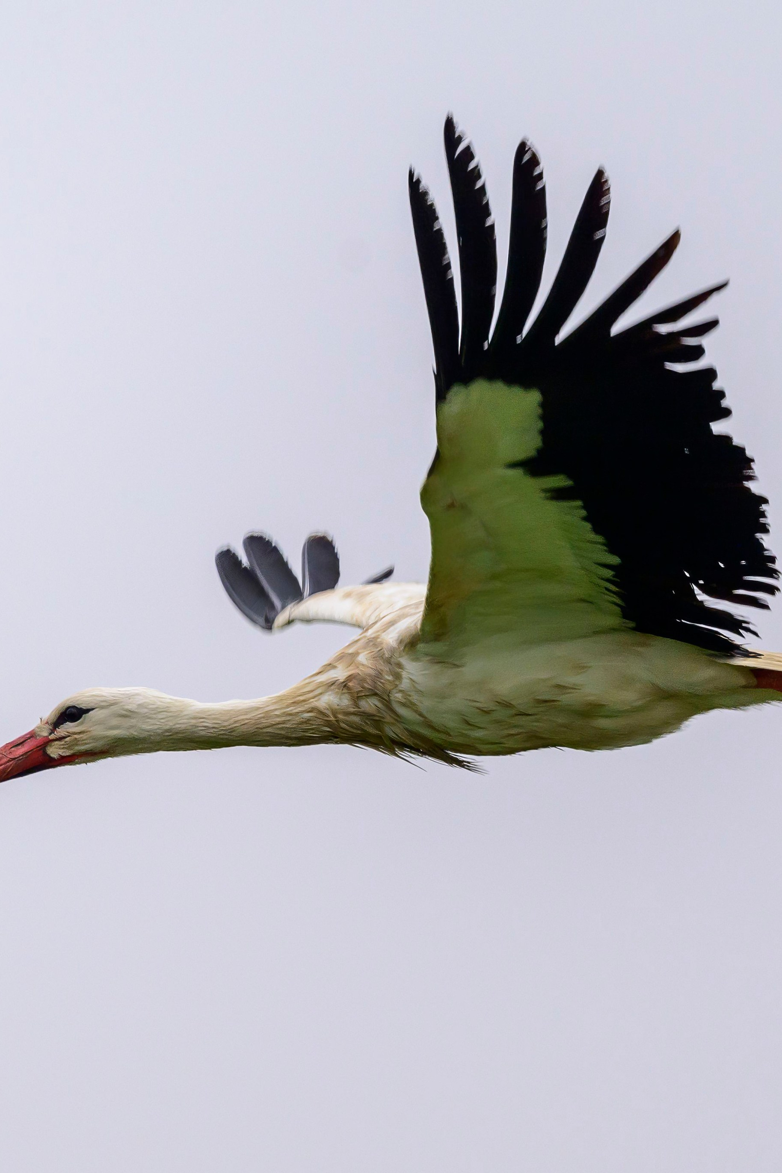 Охота совы и другая живность. Фотограф Сергей Пупонин