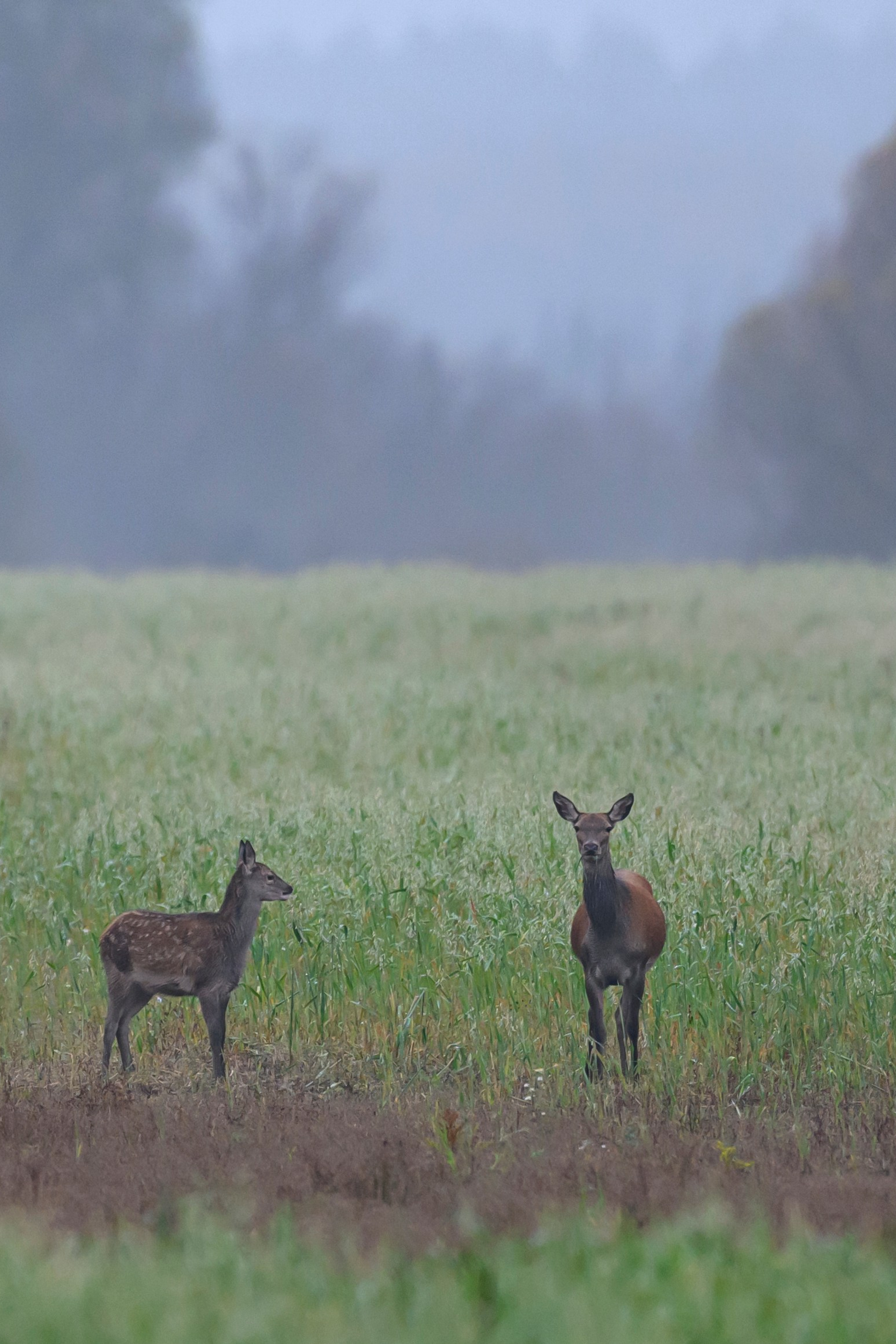 Олени V — Перед рассветом. Wildlife photography by Sergey Puponin