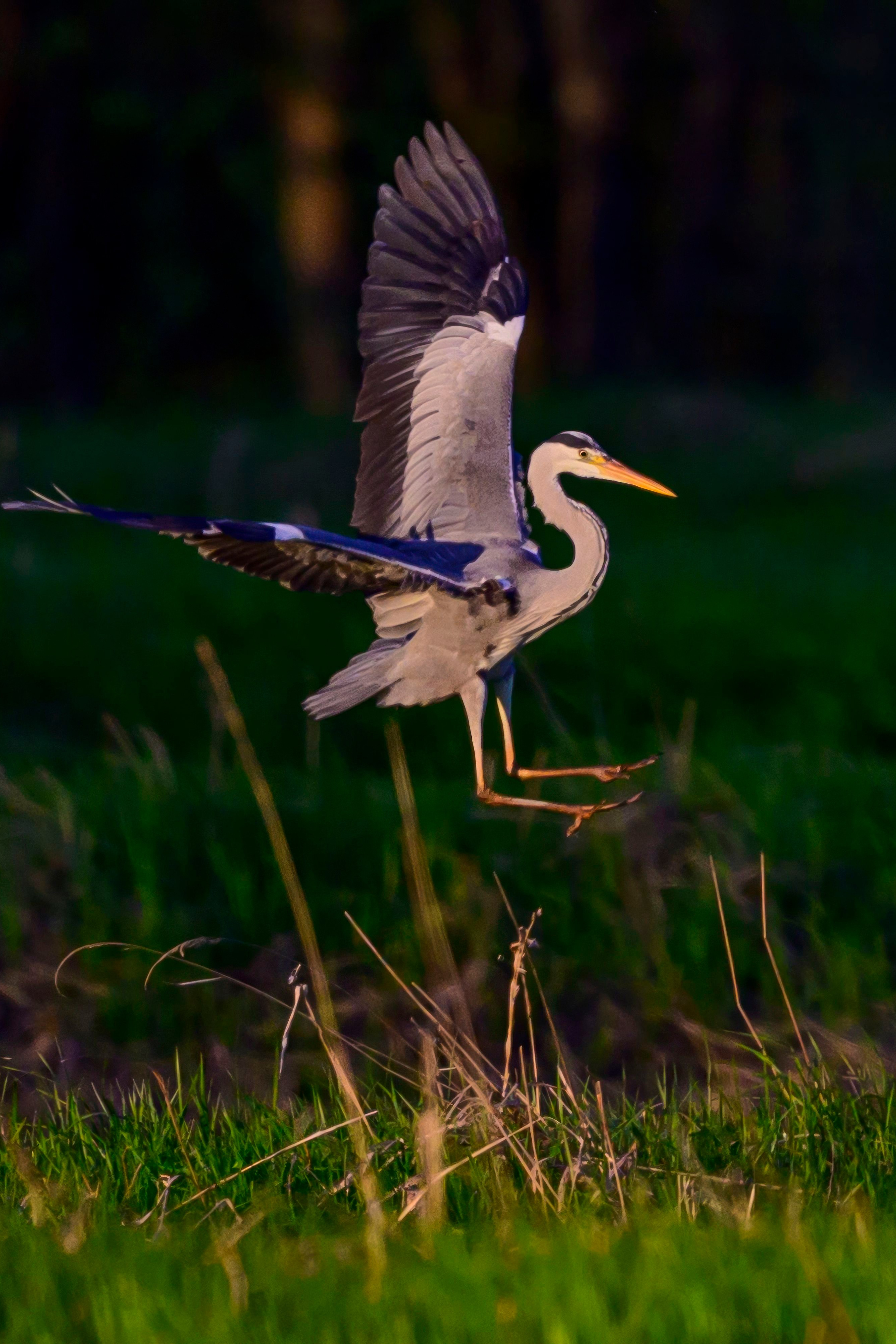Охота совы и другая живность. Фотограф Сергей Пупонин