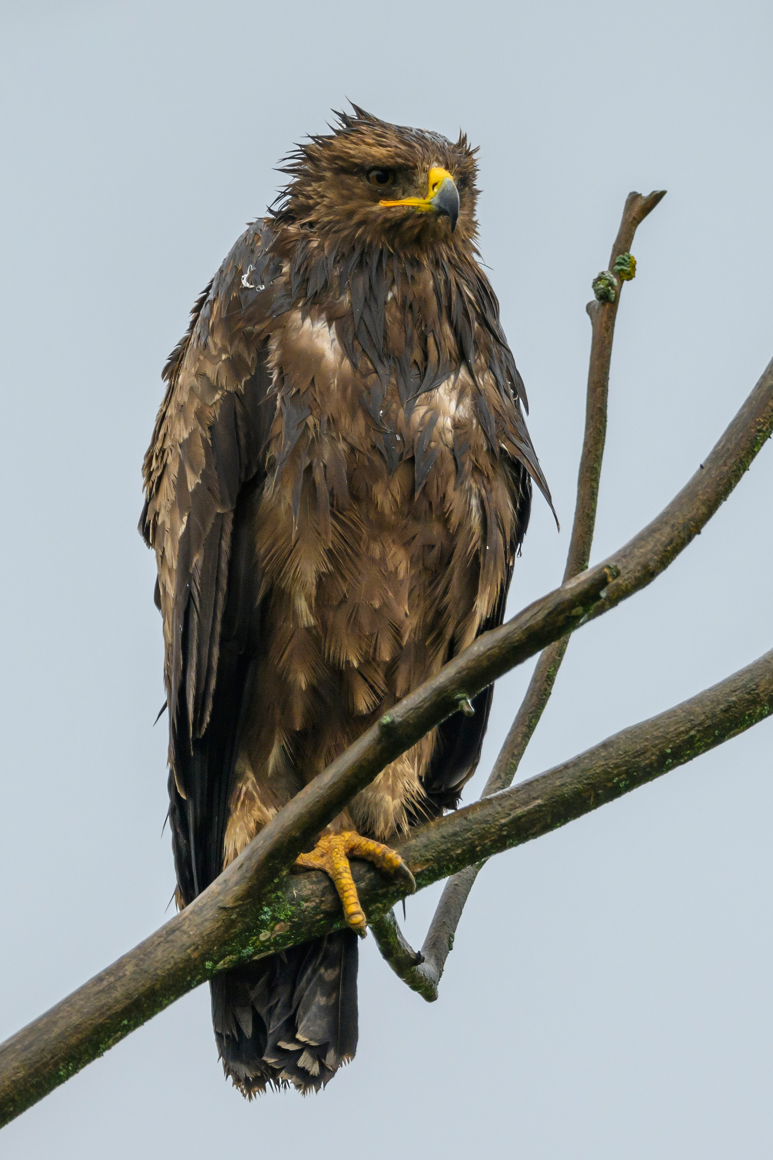 Коршуны. Wildlife photography by Sergey Puponin