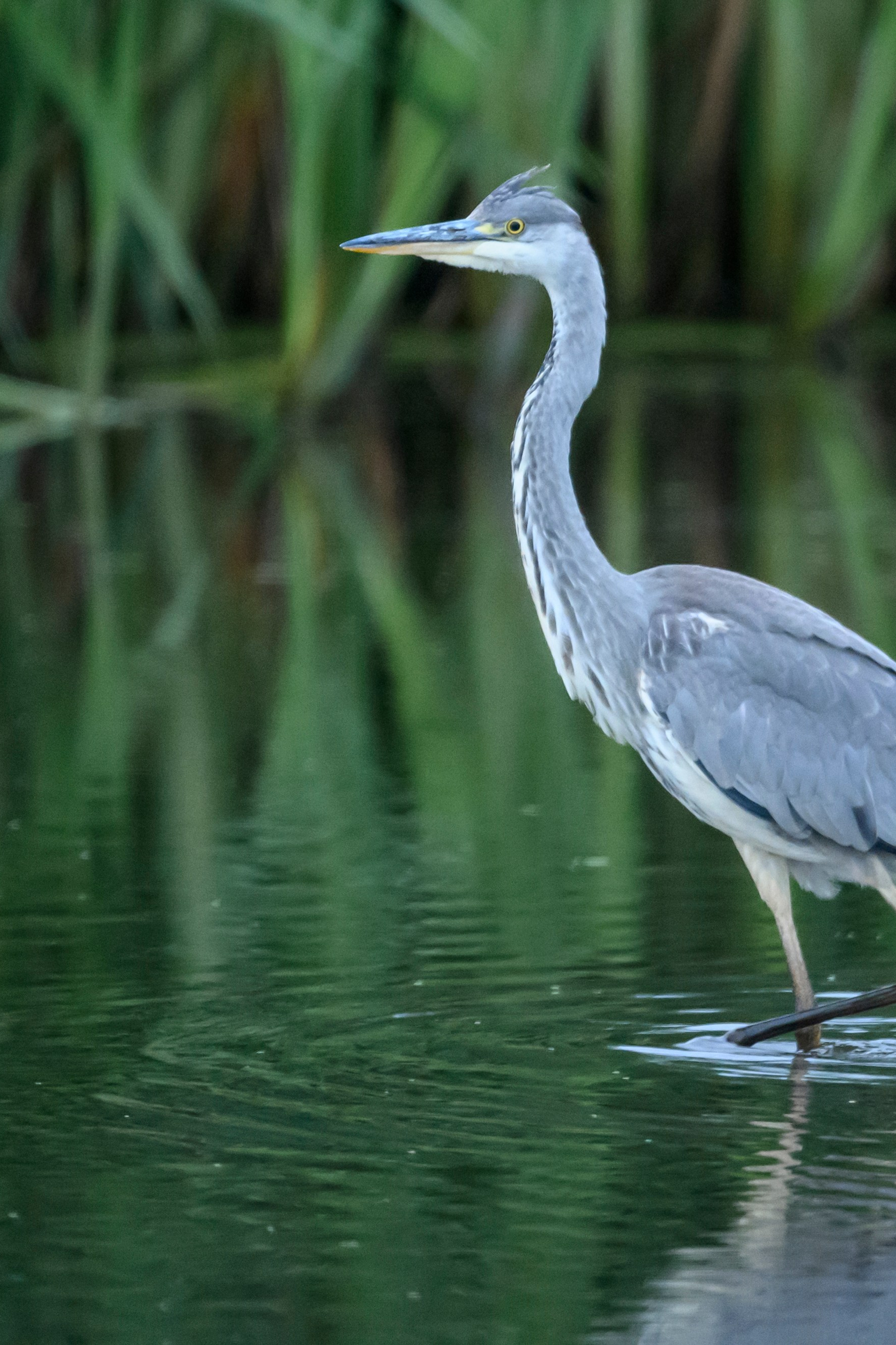 Blog. Wildlife photography by Sergey Puponin