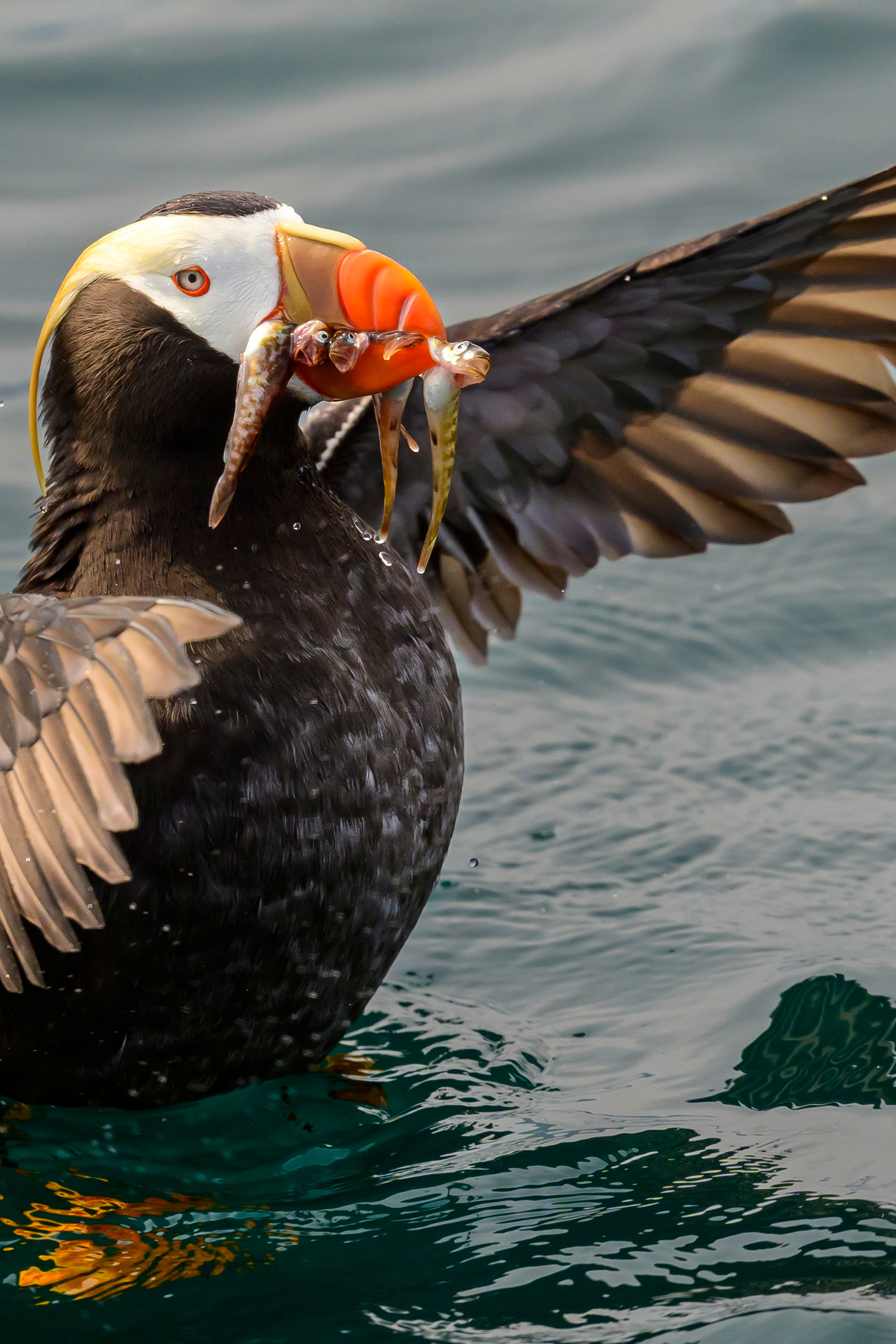 Камчатка, Россия