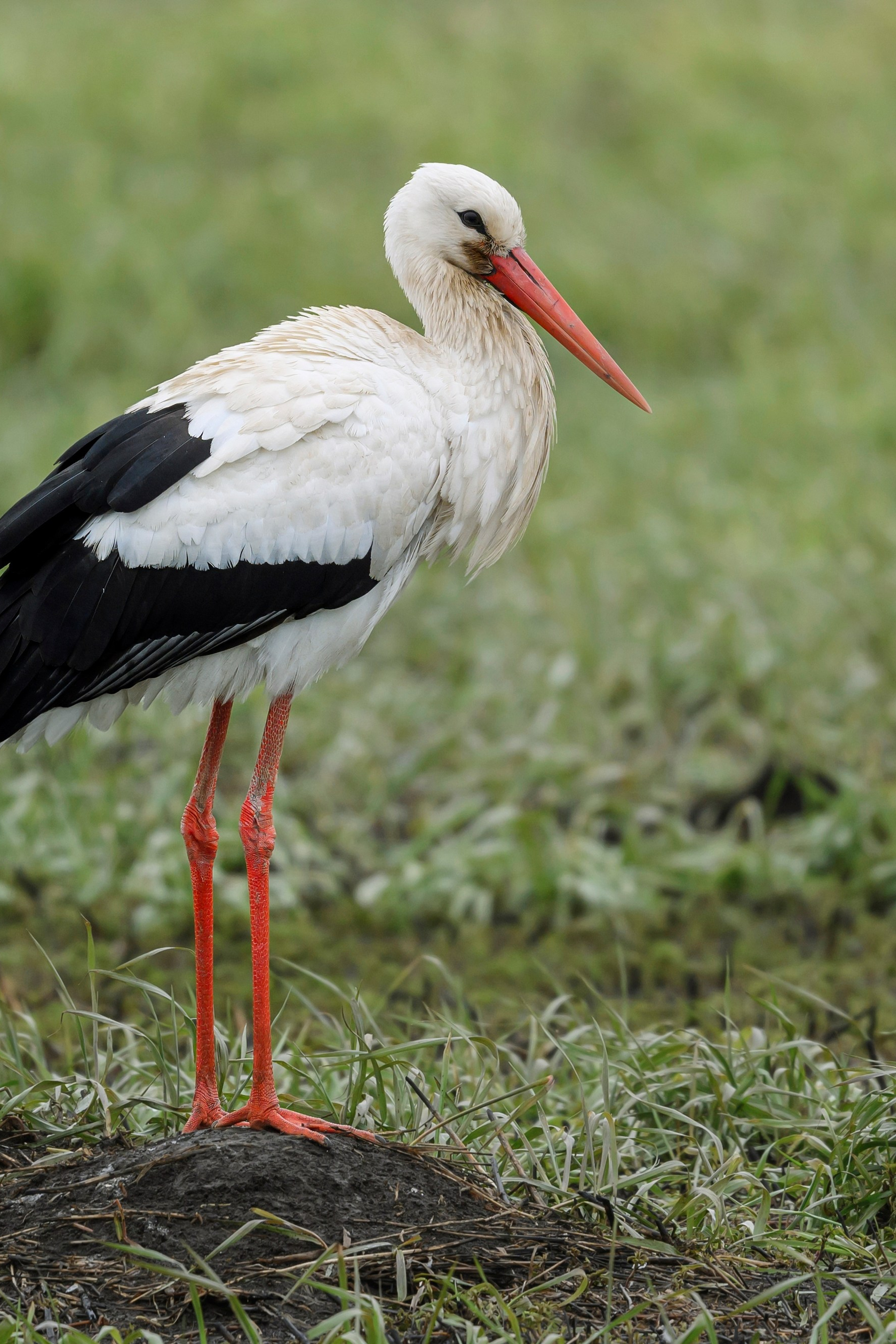 Жаворонок. Фотограф Сергей Пупонин