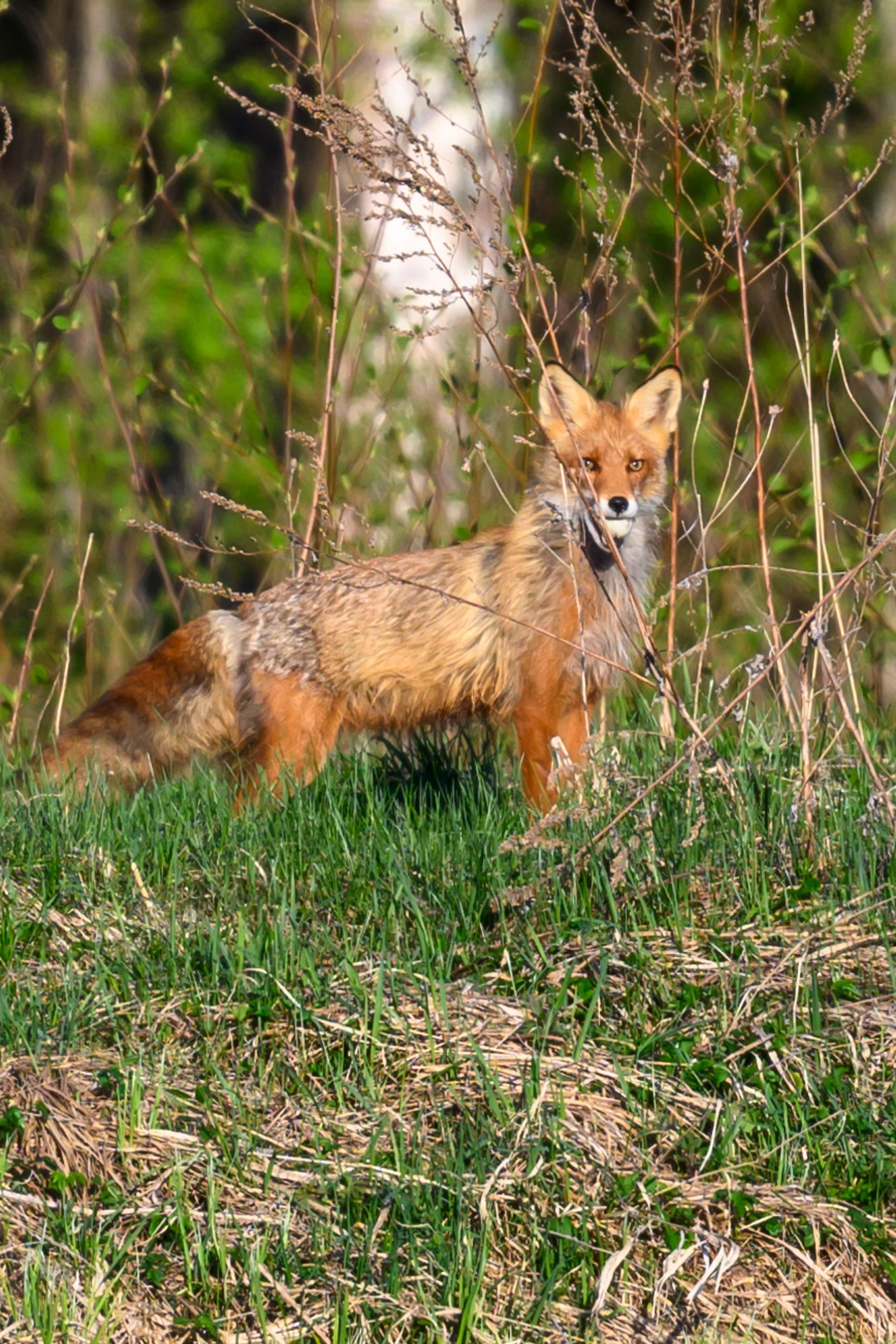 Большой улит. Wildlife photography by Sergey Puponin