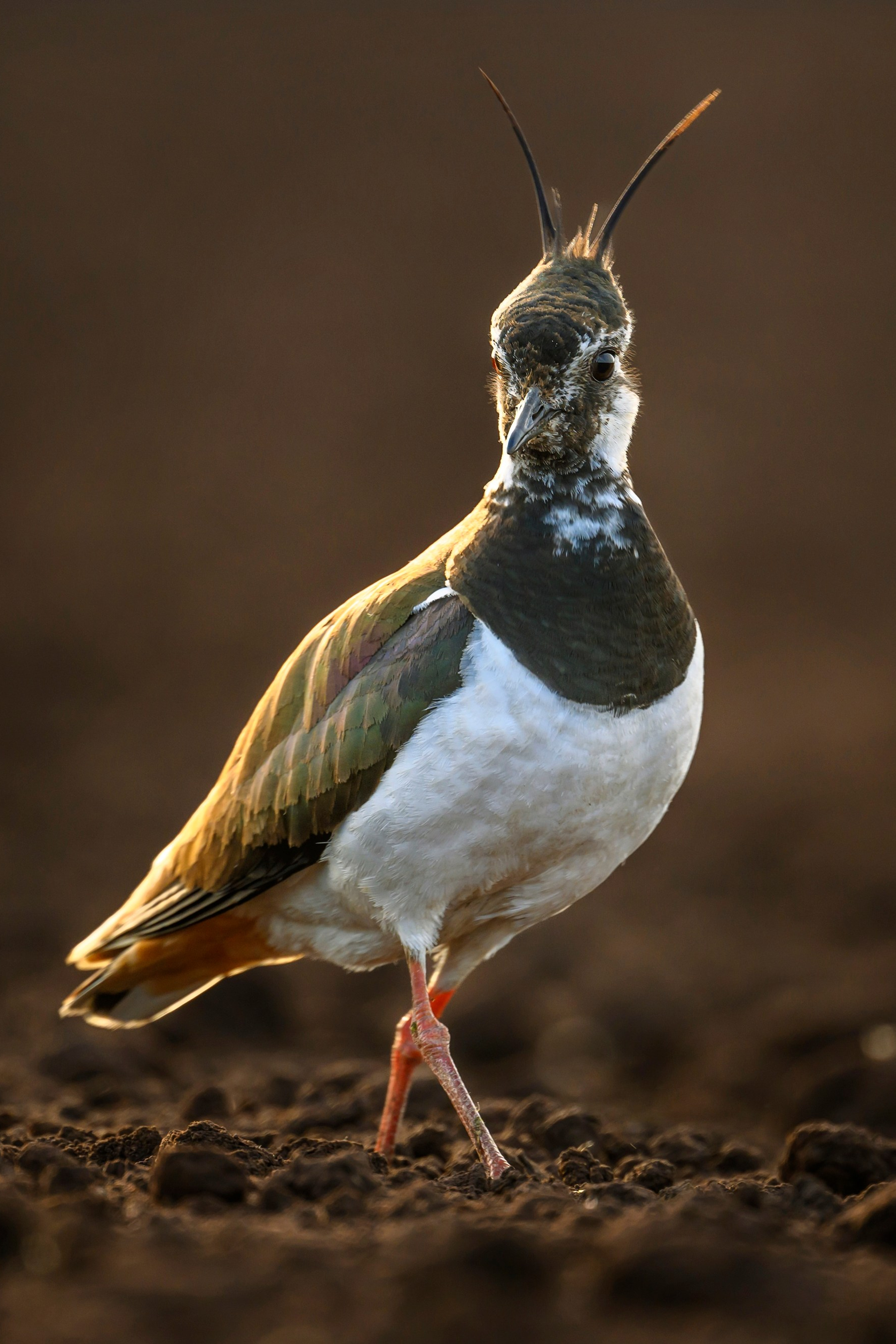 Поле с гнездами вспахали. Фотограф Сергей Пупонин
